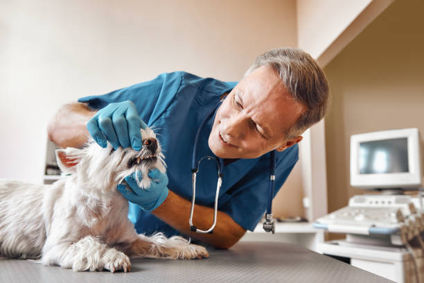 Best Emergency Denture Repair in Brenham, TX